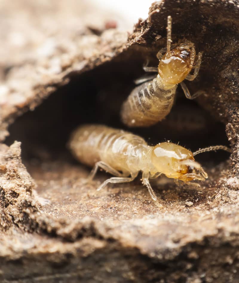 Diagnostic-termites gard Diagnostic-termites gard